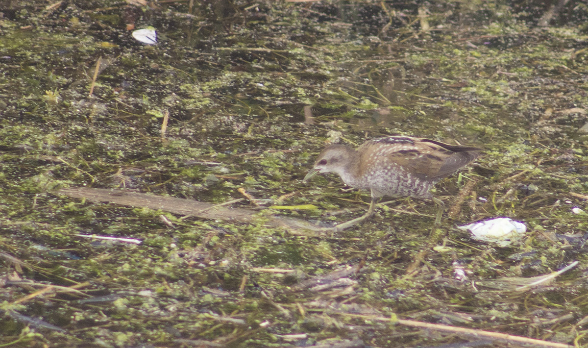 Little Crake
